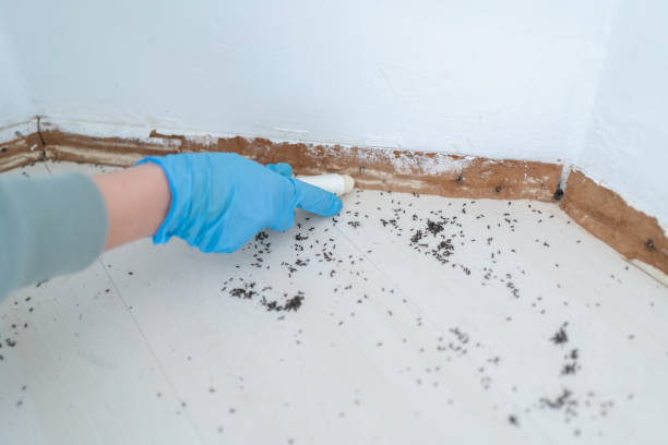 Best Emergency Pest Control  in Santaquin, UT